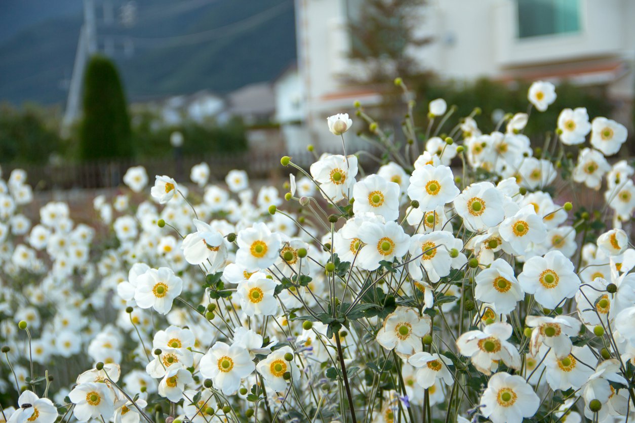 Zawilec mieszańcowy HONORINE JOBERT