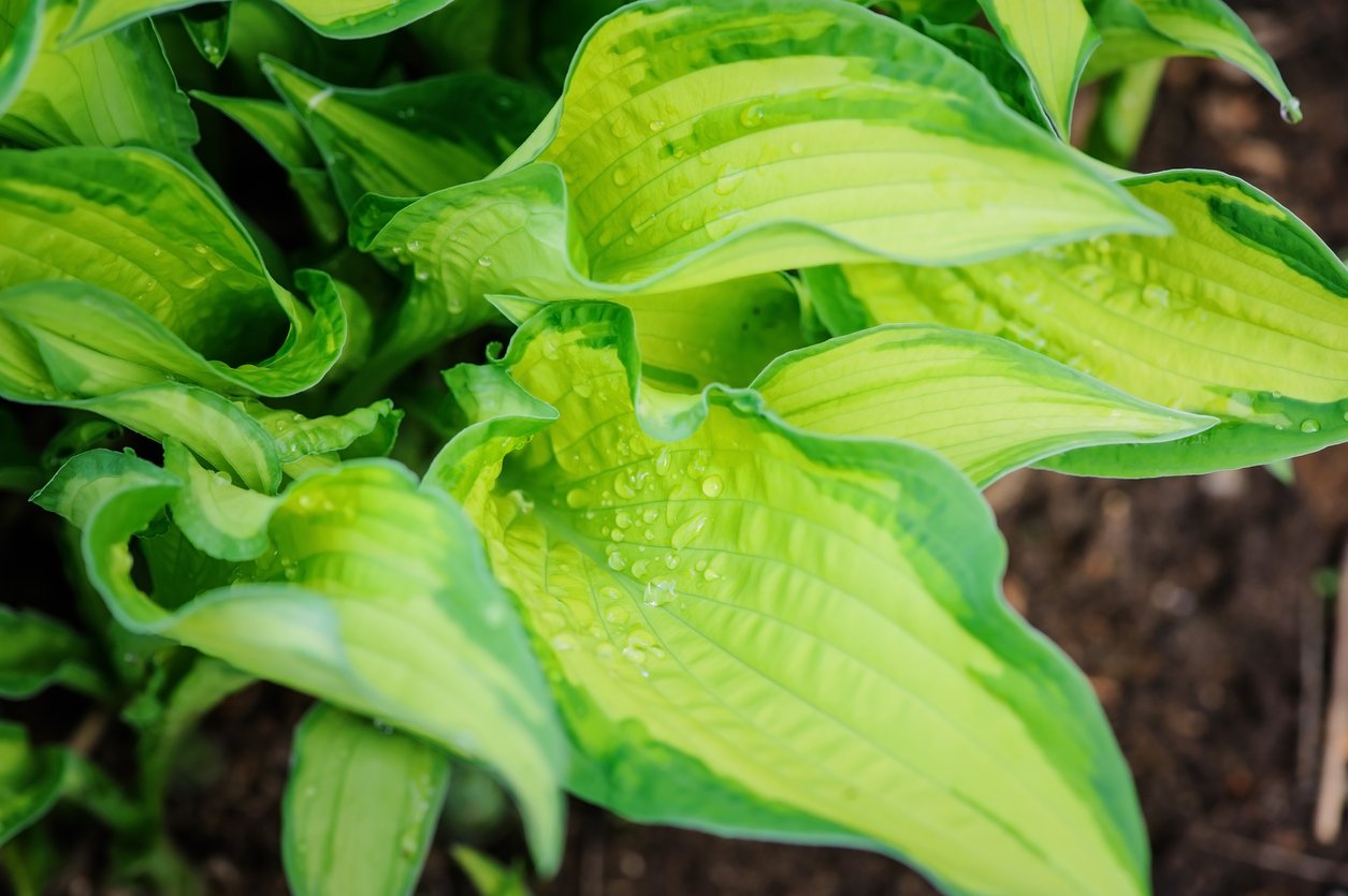 Funkia Hosta  DANCE WITH ME 15cm doniczka