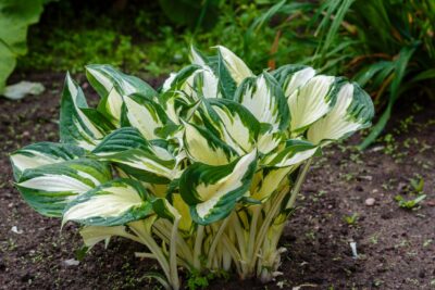 Funkia Hosta WHIRLWIND TOUR 15cm doniczka