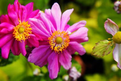 Zawilec hupeheński PRINZE HEINRICH