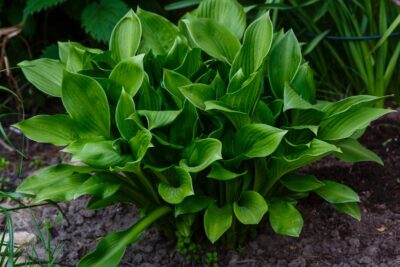 Funkia Hosta TWISTER 15cm doniczka