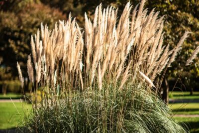 Miskant chiński GROSSE FONTAIN