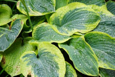 Funkia Hosta LAKESIDE ROY EL 15cm doniczka