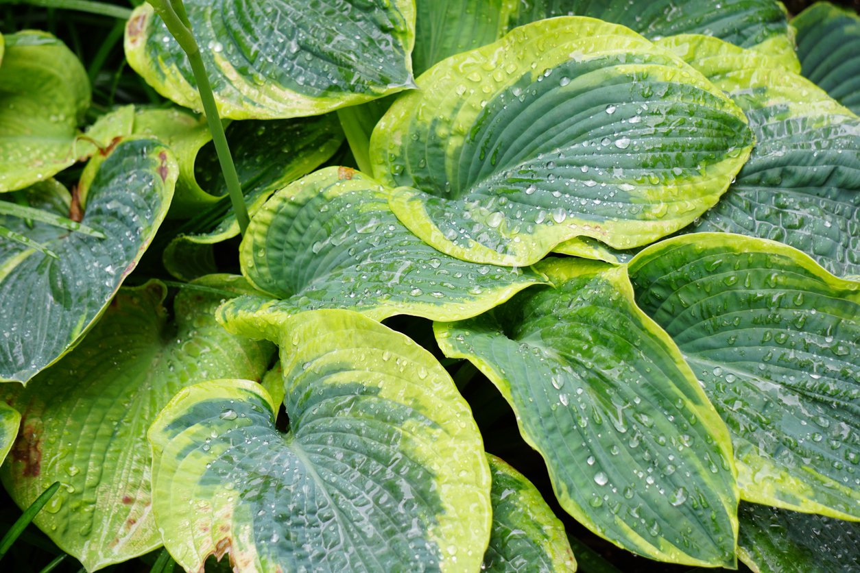 Funkia Hosta LAKESIDE ROY EL 15cm doniczka