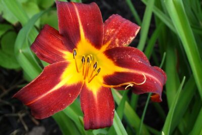 Liliowiec AUTUMN RED