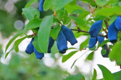 Jagoda kamczacka ATUT  3-letnia