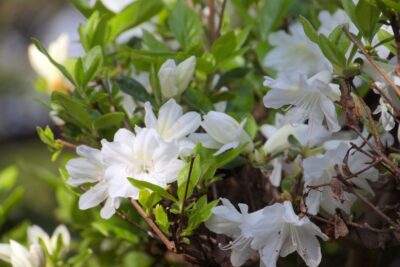 Azalia japońska ALBIFLORUM 15cm doniczka
