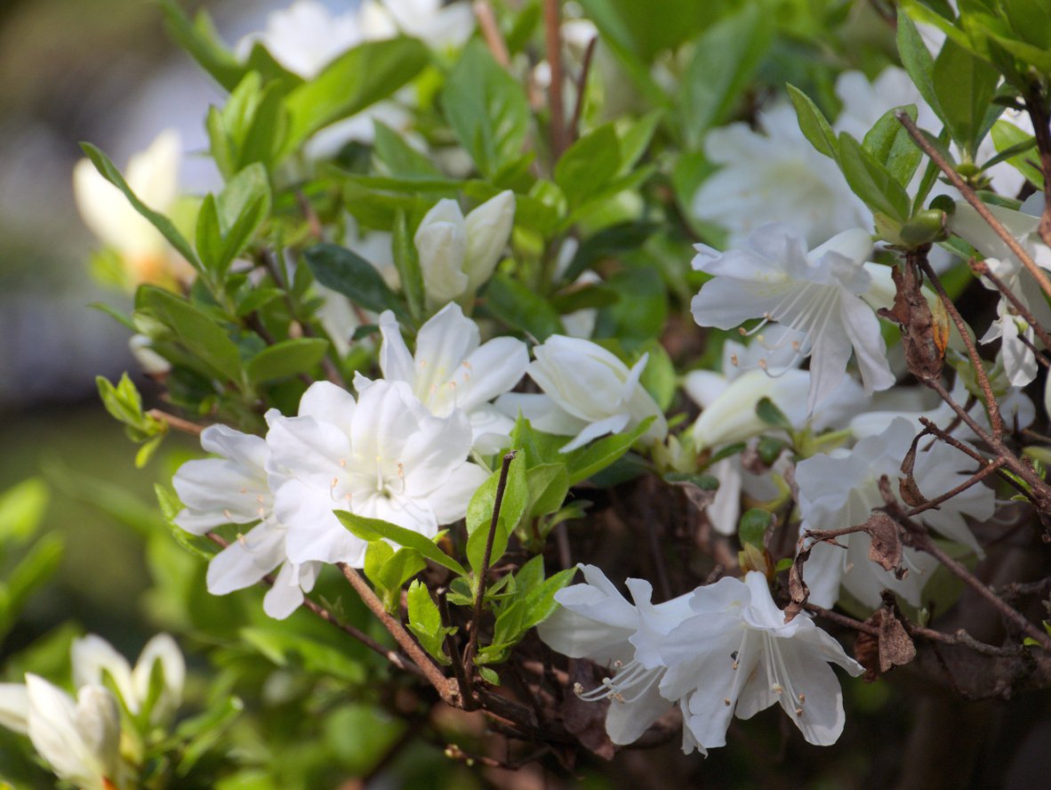 Azalia japońska ALBIFLORUM 15cm doniczka