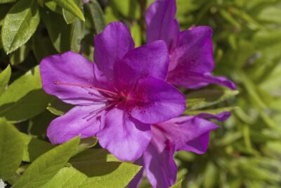 Azalia japońska SASAVA 20cm doniczka