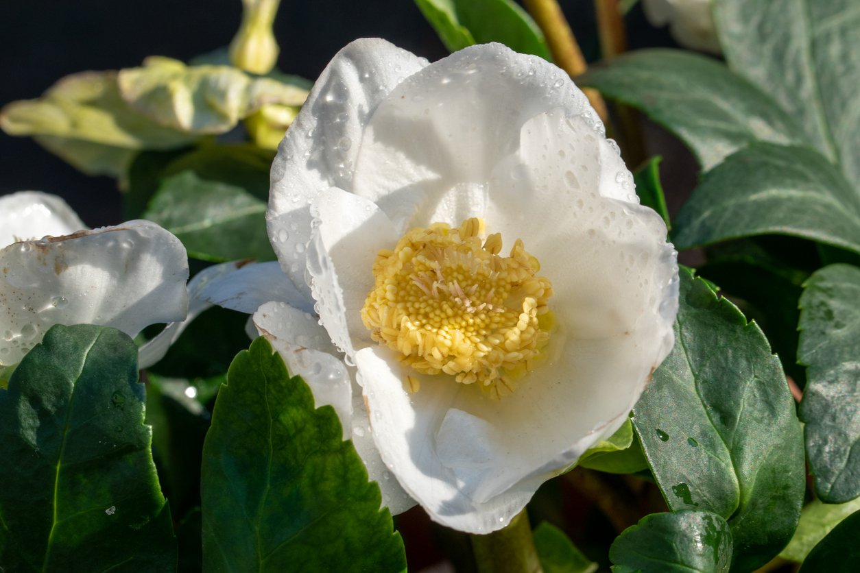 Ciemiernik biały ADVENT STAR