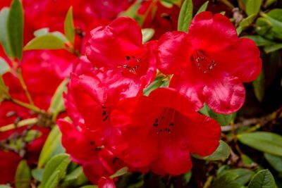 Azalia japońska GEISHA NABUCCO 15cm doniczka