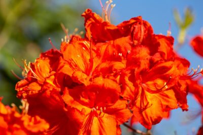 Azalia ORANGEADE 50cm doniczka