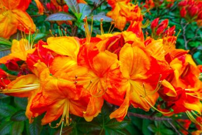 Azalia SUNTE NECTARINE 50cm doniczka