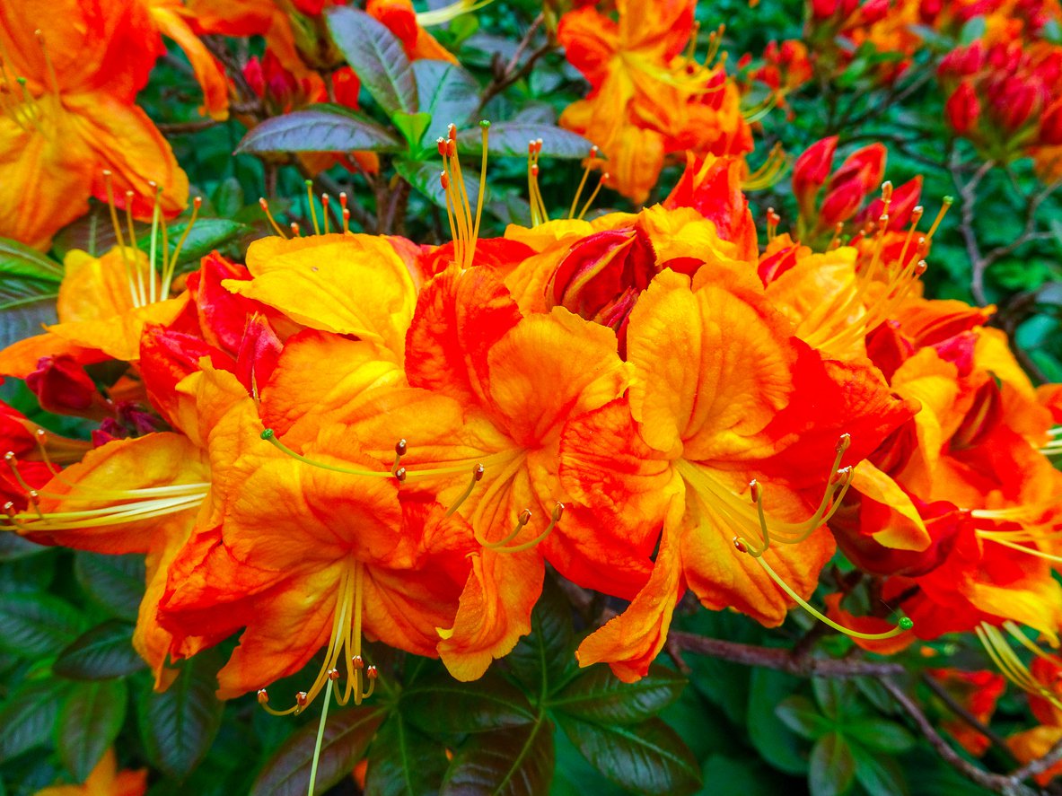 Azalia SUNTE NECTARINE 50cm doniczka