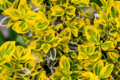 Trzmielina FORTUNEI GOLD