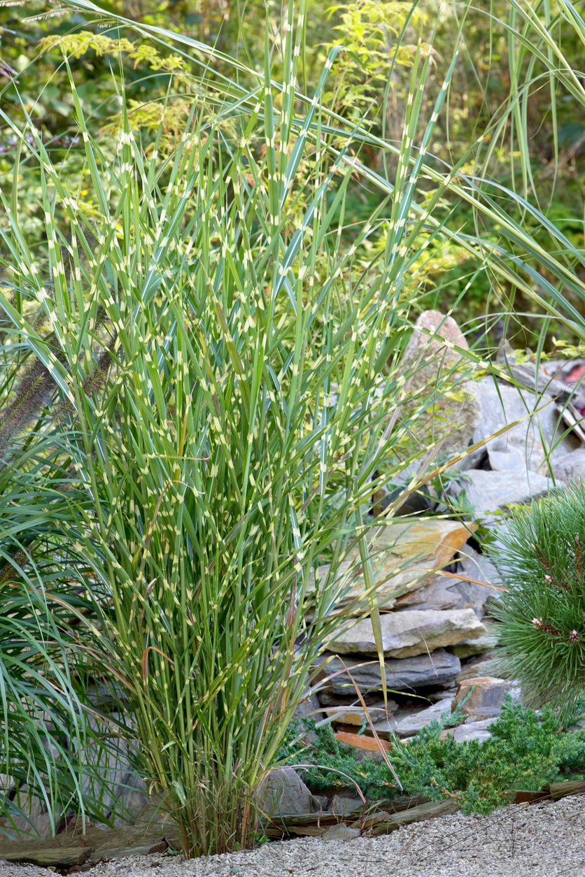 Miskant chiński STRICTUS - 2