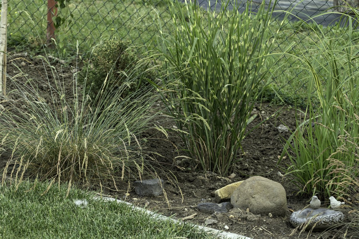 Miskant chiński STRICTUS - 3