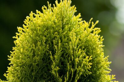 Tuja thuja COPPERGOLD 70cm doniczka