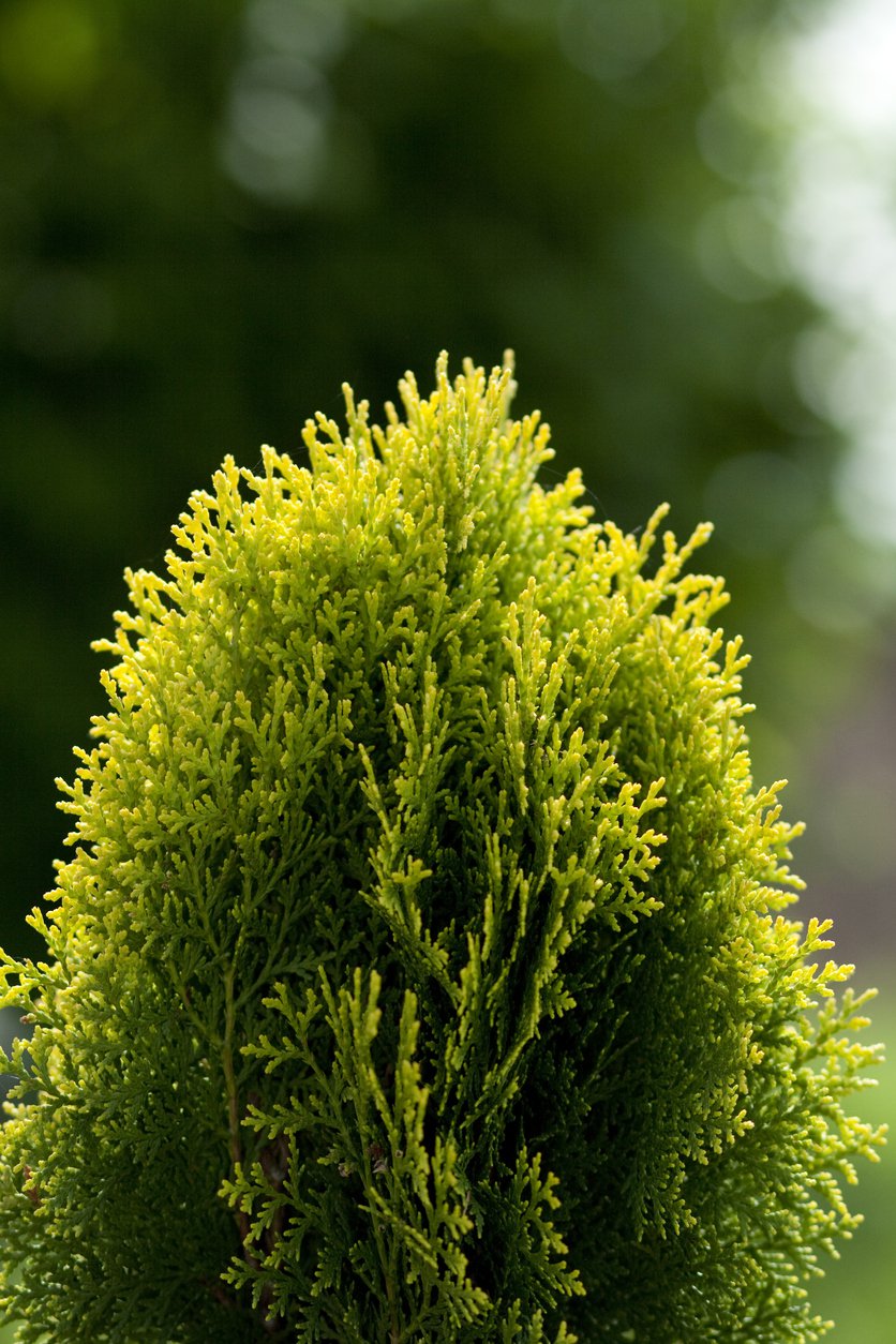 Tuja thuja COPPERGOLD 70cm doniczka