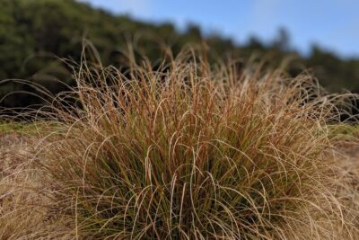 Turzyca włosista BRONZE FORM