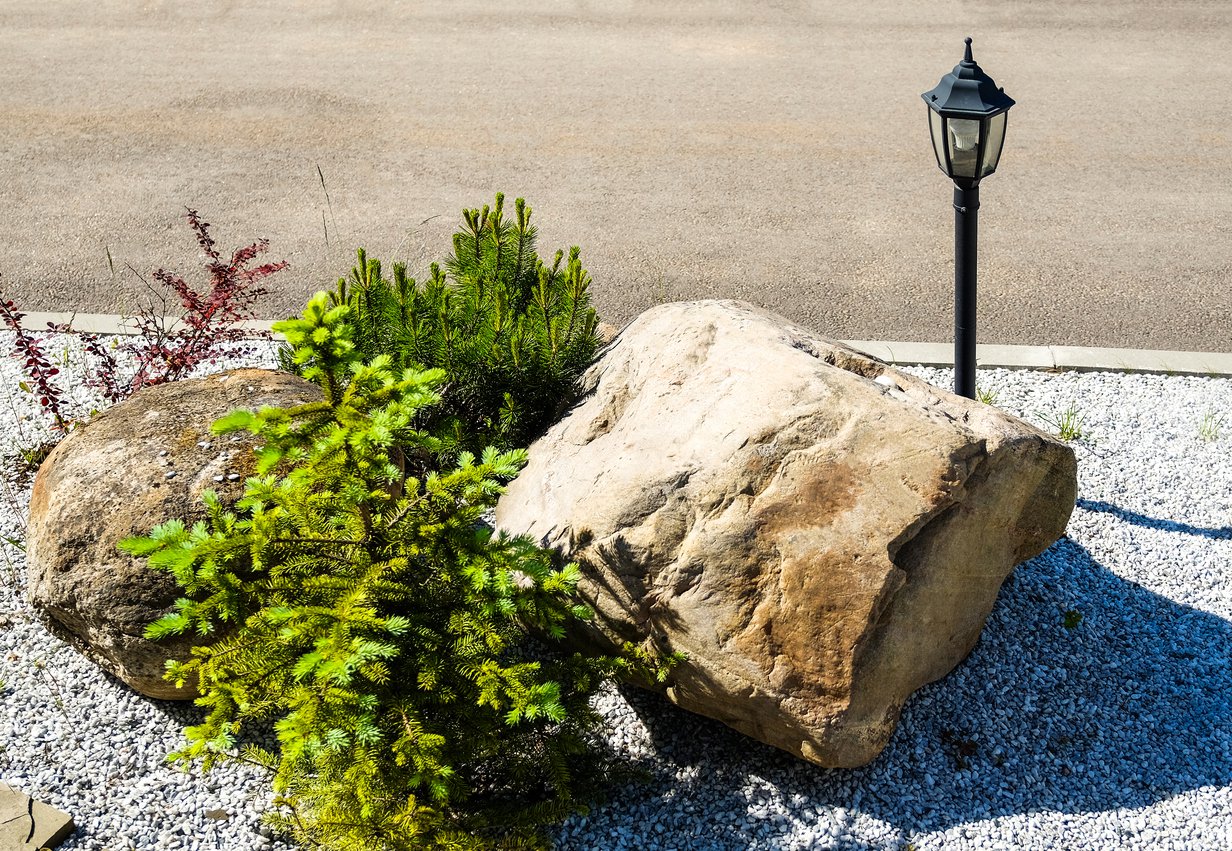 Świerk kaukaski AUREOSPICATA 15cm szczepiony doniczka - 1