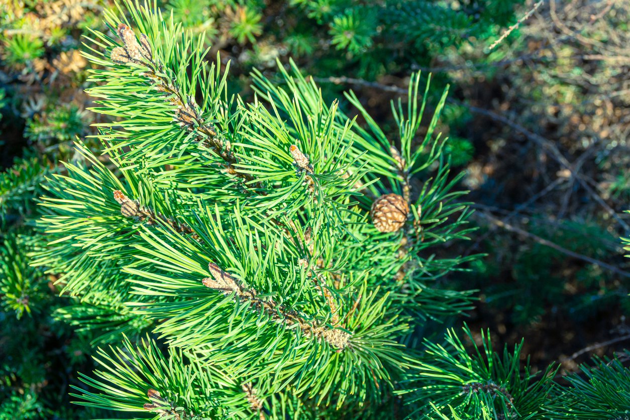 Sosna SCHWEIZER TOURIST 30cm szczepiona doniczka