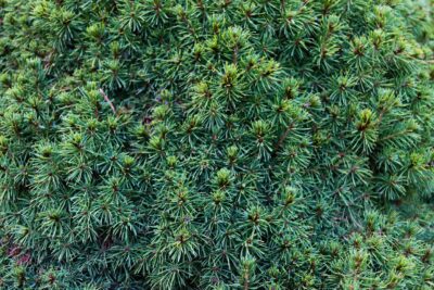 Świerk biały BLUE PLANET 15cm doniczka