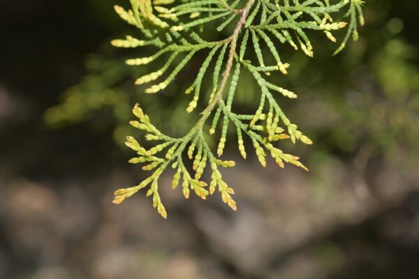 Tuja thuja RHEINGOLD - 1