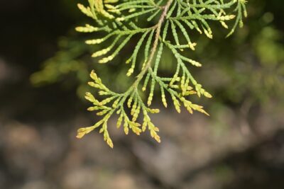 Tuja thuja RHEINGOLD