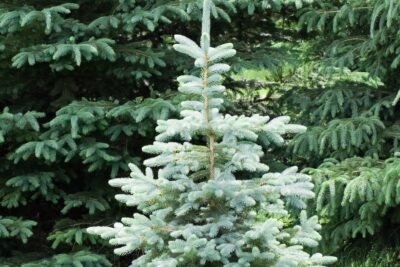 Świerk PYRAMIDALIS COMPACTA