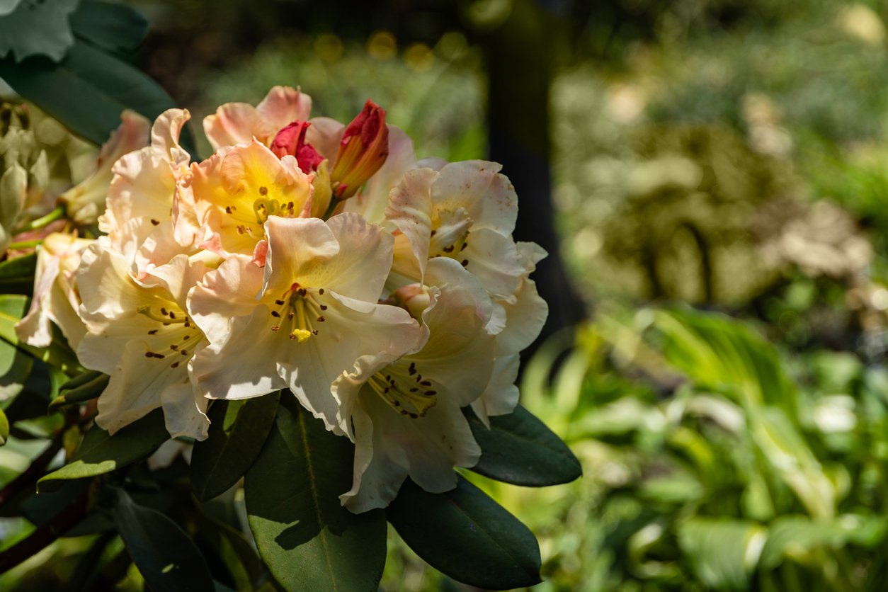 Rhododendron PROFESOR SCHOLZ 25cm doniczka - 1
