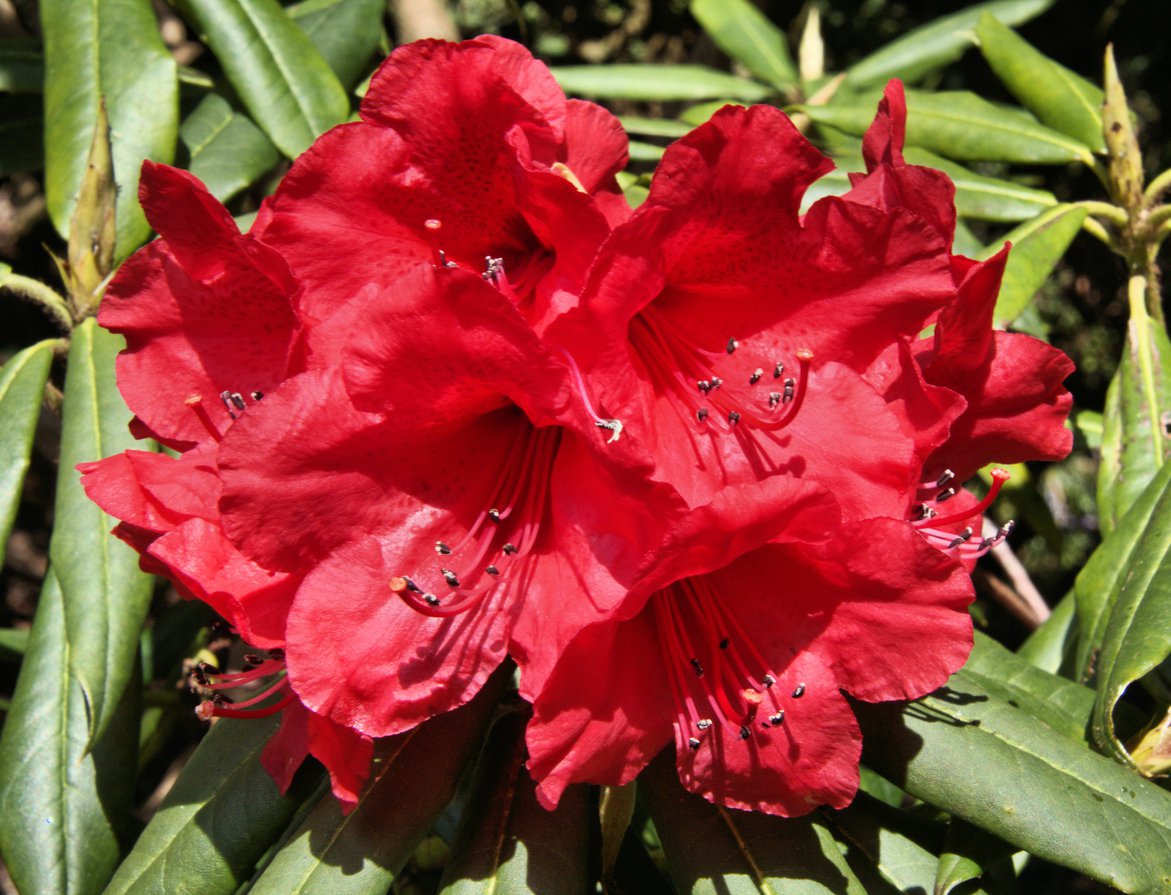 Rhododendron NOVA ZEMBLA 35cm doniczka