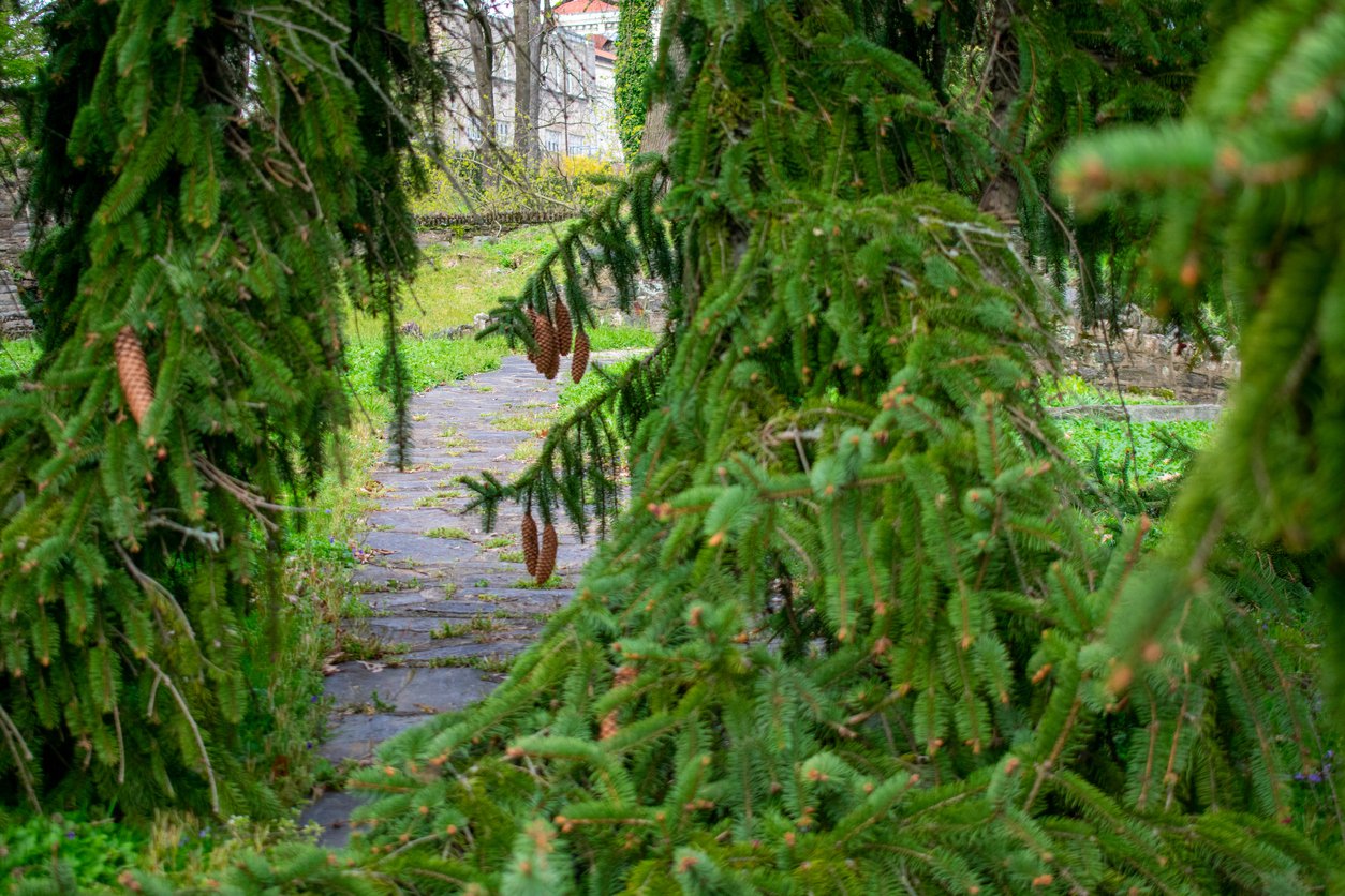 Świerk pospolity FROHBURG szczepiony - 2