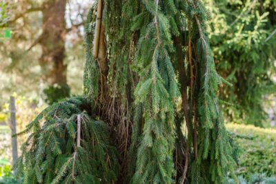 Świerk pospolity FROHBURG szczepiony