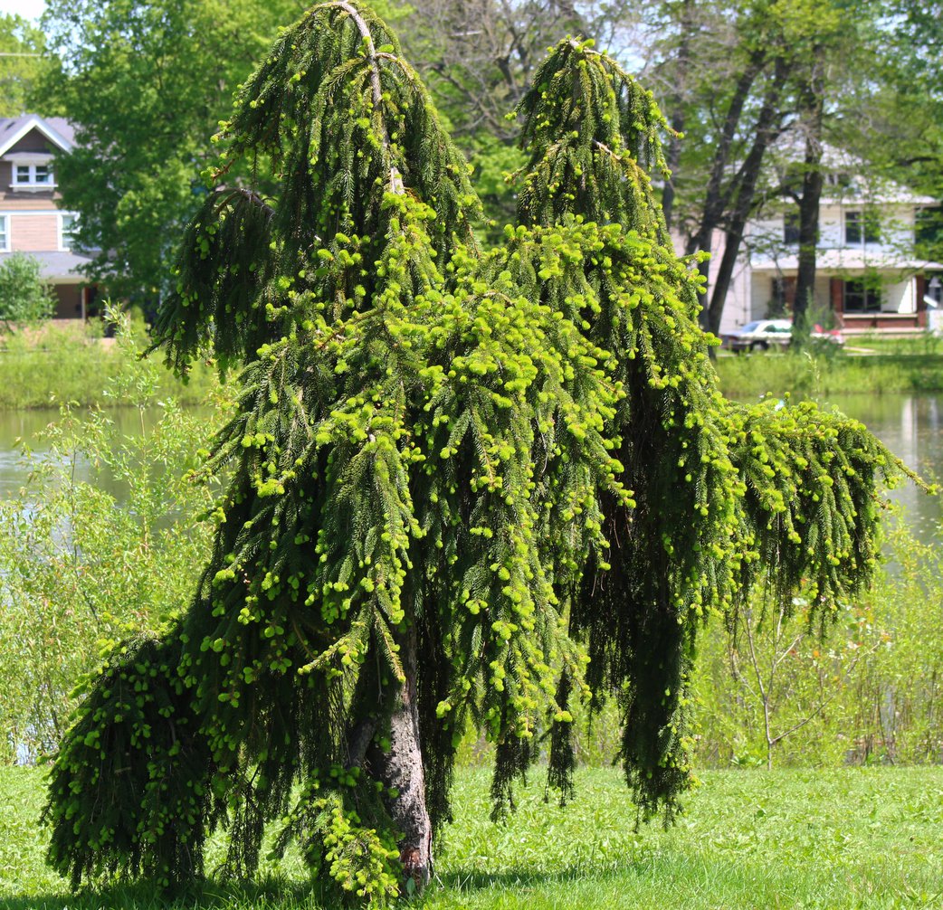 Świerk pospolity FROHBURG szczepiony - 3