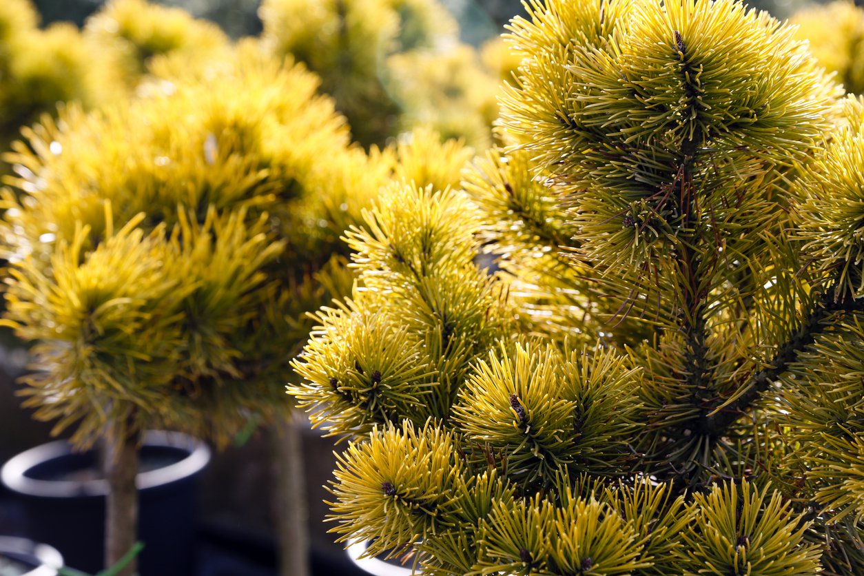 Sosna CARSTEN na PNIU - 3