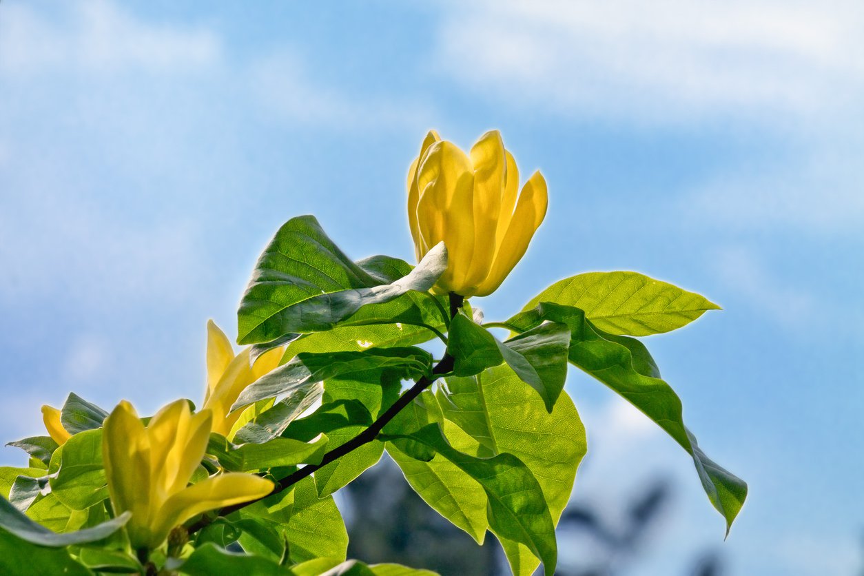 Magnolia DAPHNE szczepiona - 2