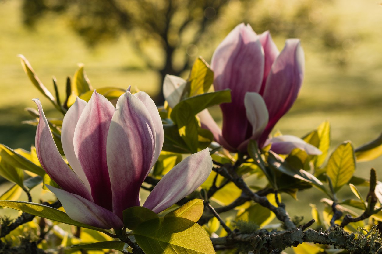 Magnolia brooklińska EVA MARIA szczepiona - 2