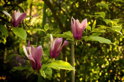 Magnolia brooklińska EVA MARIA szczepiona