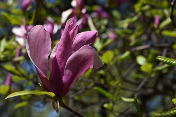 Magnolia brooklińska EVA MARIA szczepiona - 3