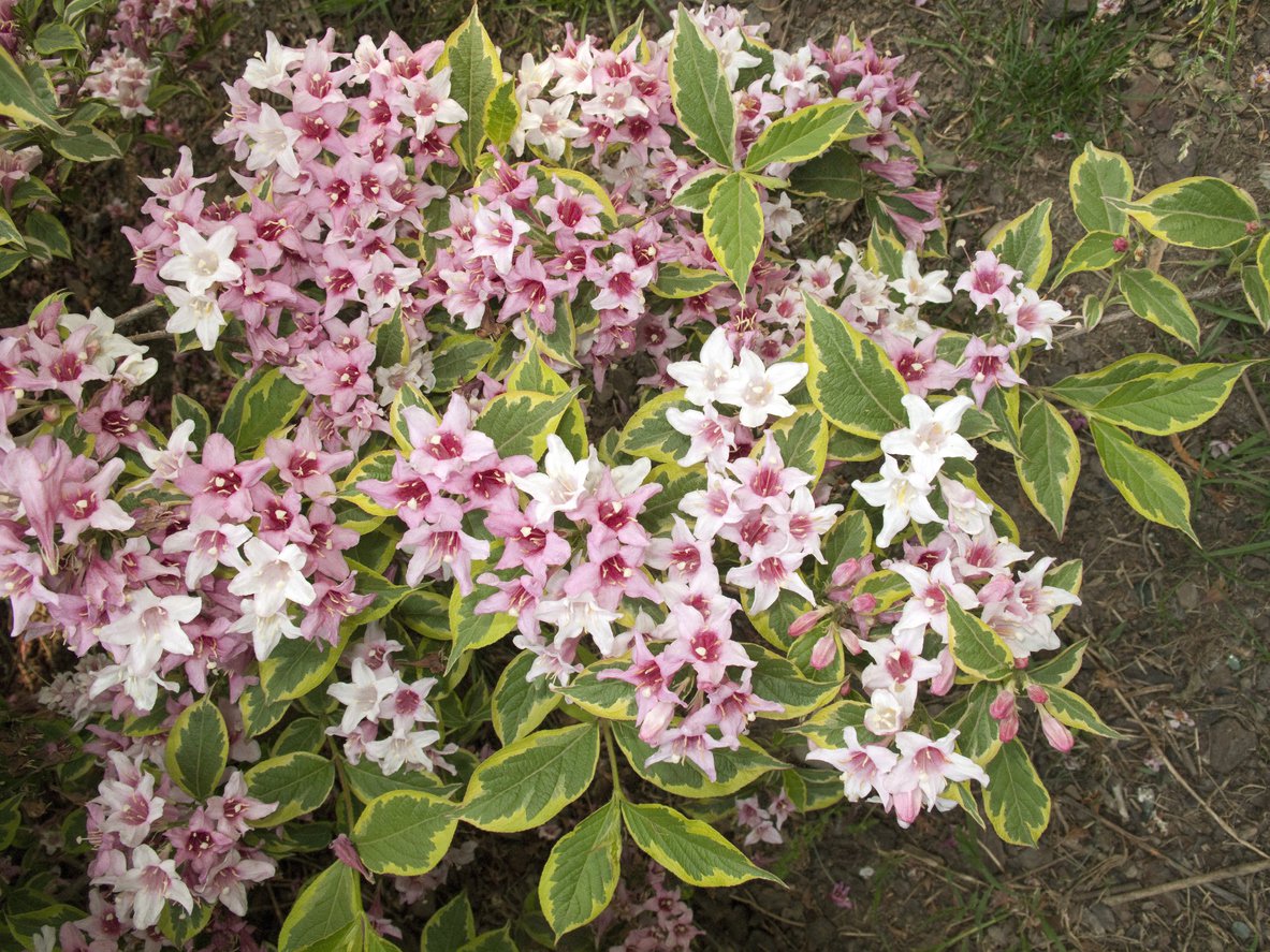 Wawrzynek wonny AUREOMARGINATA - 3