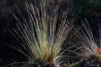 Trzęślica modra MOORHEXE