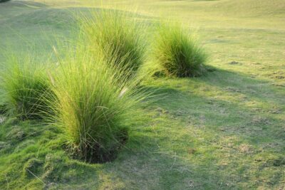 Trzęślica modra HEIDEBRAUT