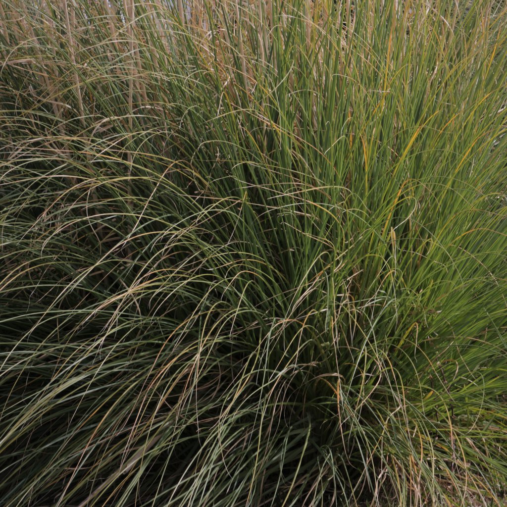 Trzęślica modra HEIDEBRAUT - 2