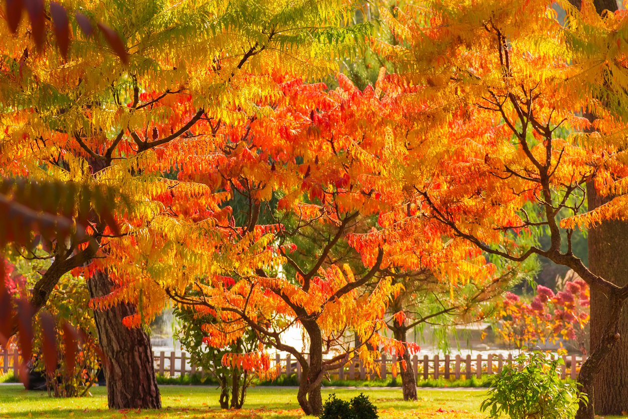 Sumak octowiec TIGER EYES - 3