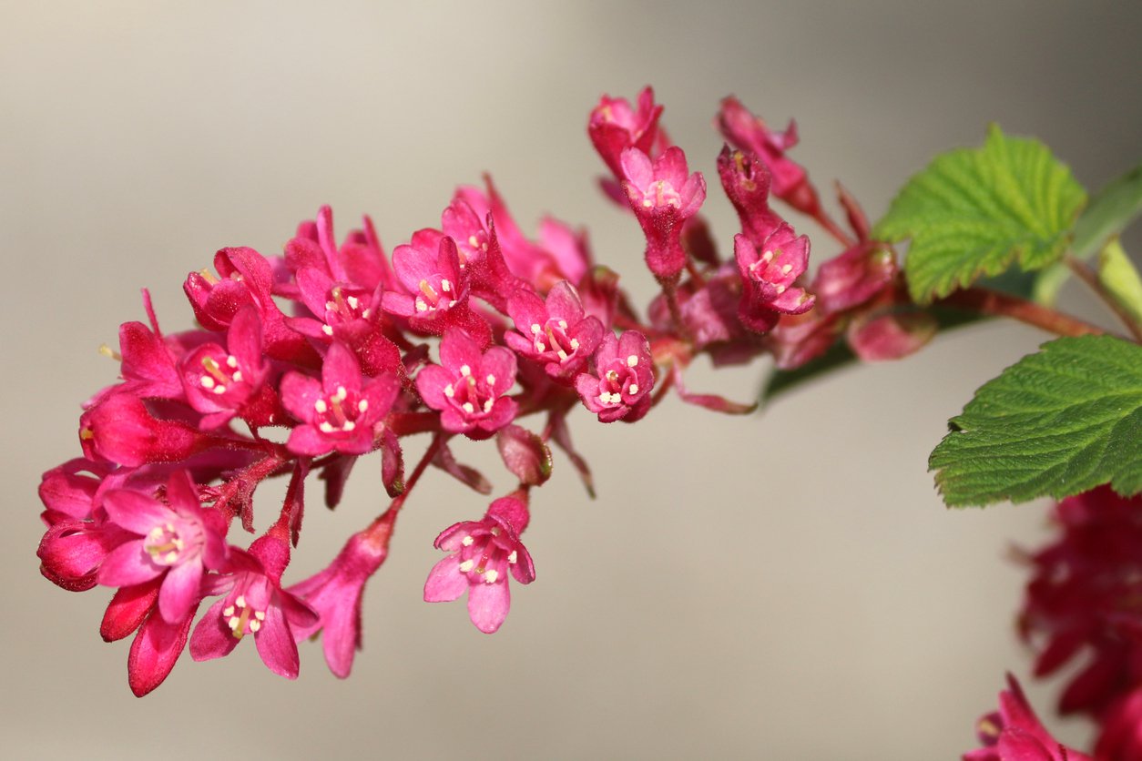 Porzeczka krwista KING EDWARD - 3