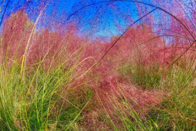 Proso rózgowate REHBRAUN