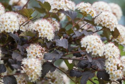 Pęcherznica kalinolistna RED BARON