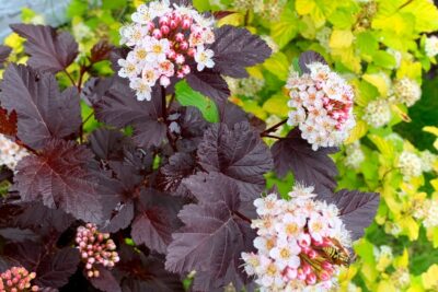 Pęcherznica kalinolistna LITTLE DEVIL