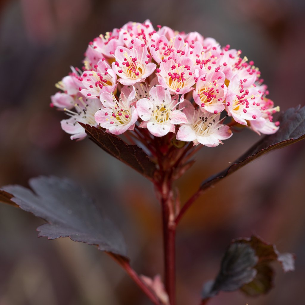 Pęcherznica kalinolistna LITTLE DEVIL - 3